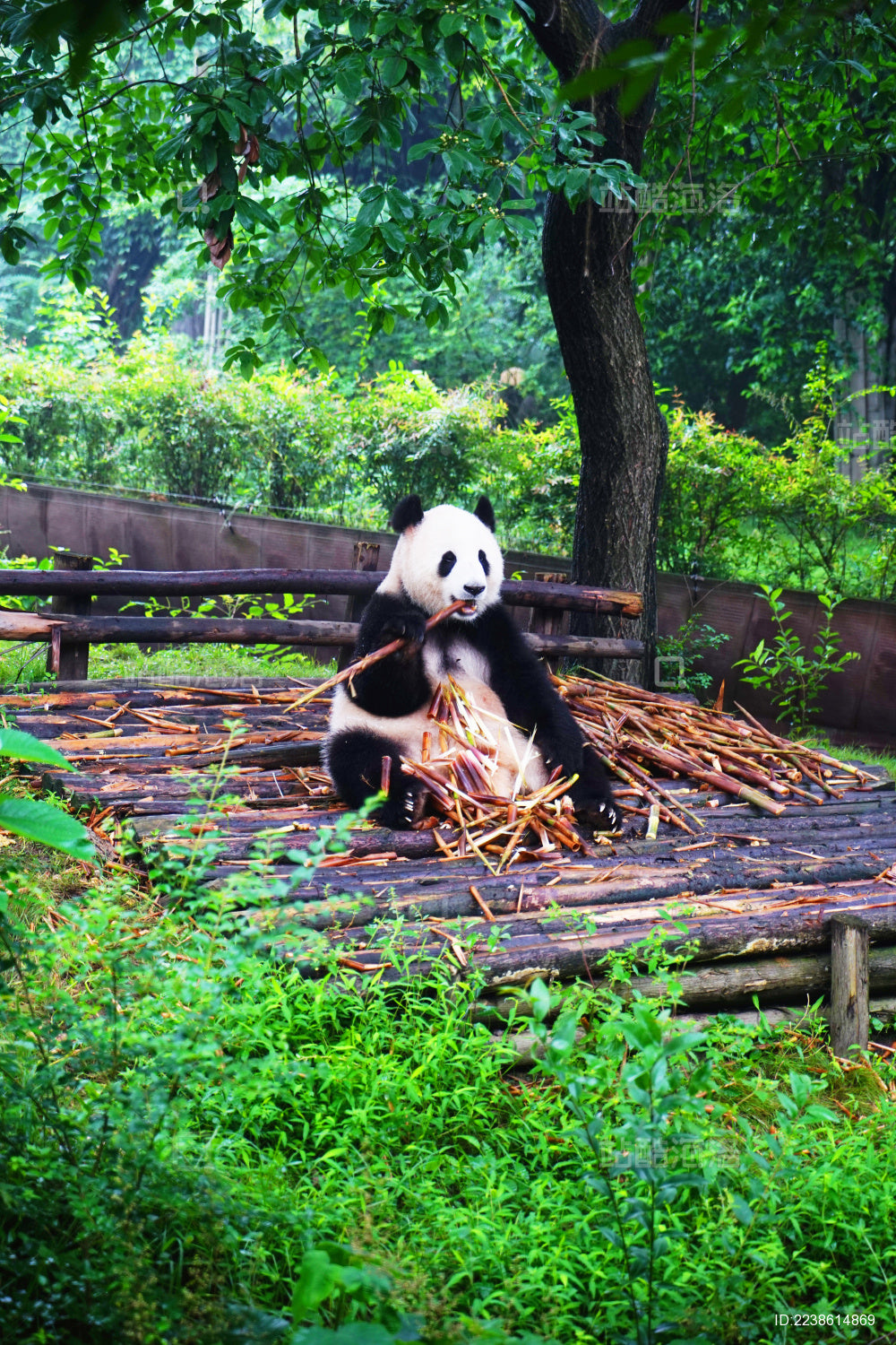 Chengdu 7-Day Tour: Pandas, Heritage & Jiuzhaigou's Natural Wonders