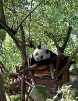 7-Day Ancient Shu Civilization & Mountain City Charm In-Depth Tour in Sichuan & Chongqing