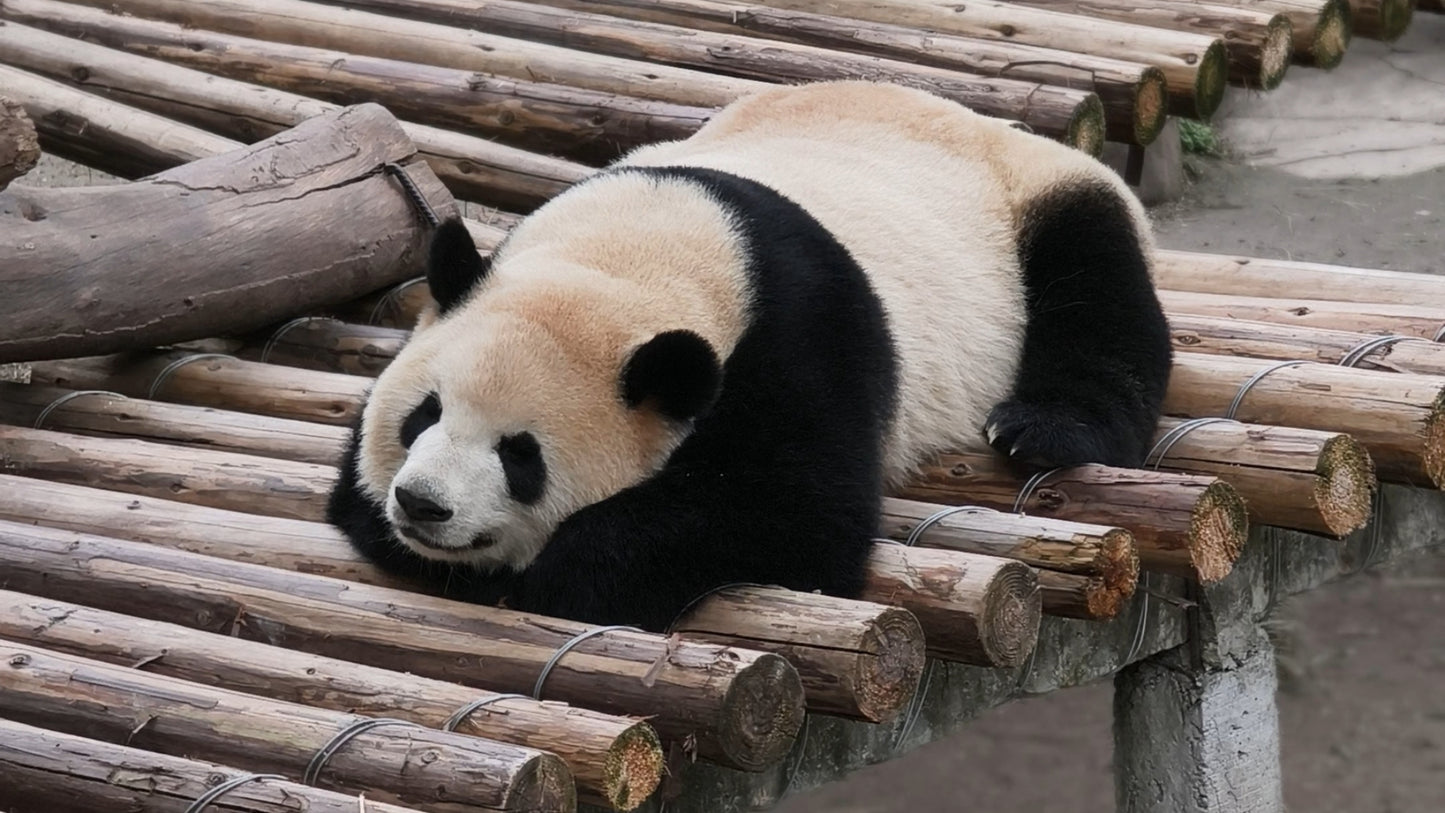 Chongqing 5-Day Private Tour: Natural Wonders, Cultural Heritage & Panda Encounter