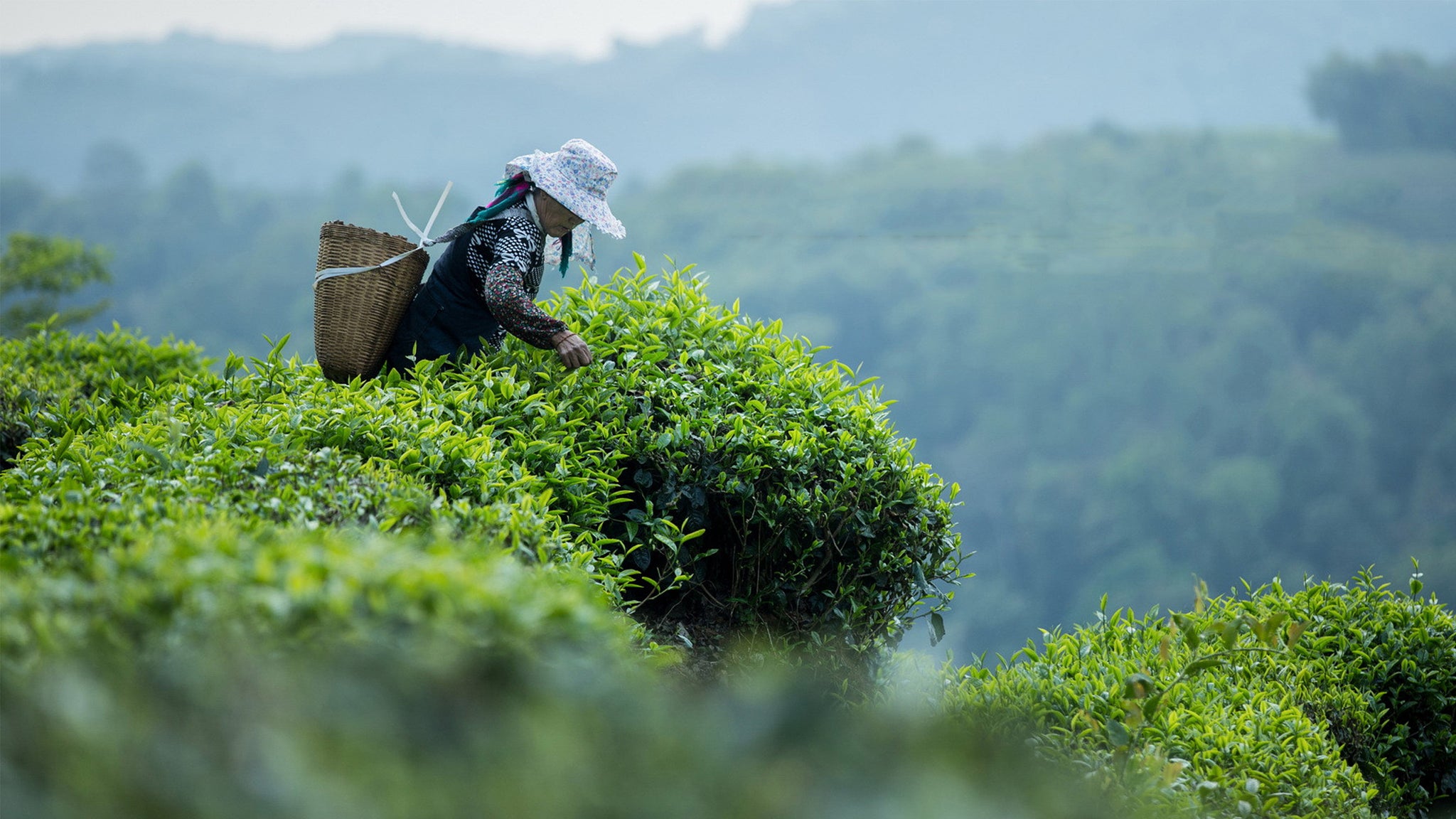 Yunnan 11-Day Panorama Tour: Snow Mountains, Ancient Towns & Rainforests