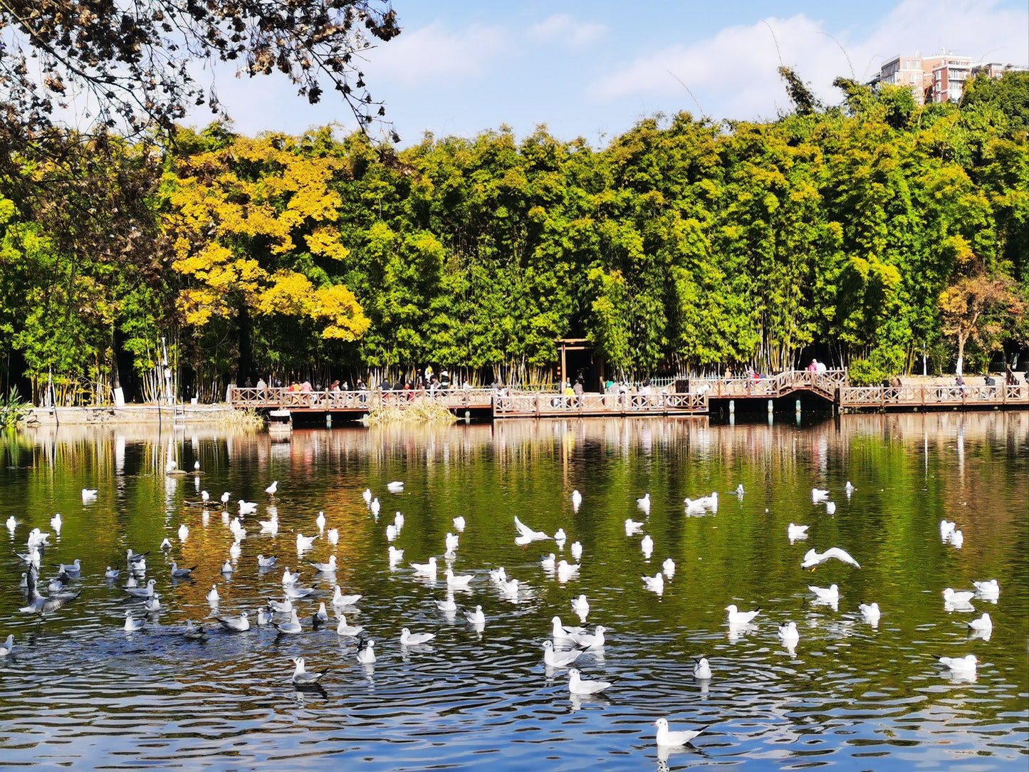 Yunnan 11-Day Panorama Tour: Snow Mountains, Ancient Towns & Rainforests