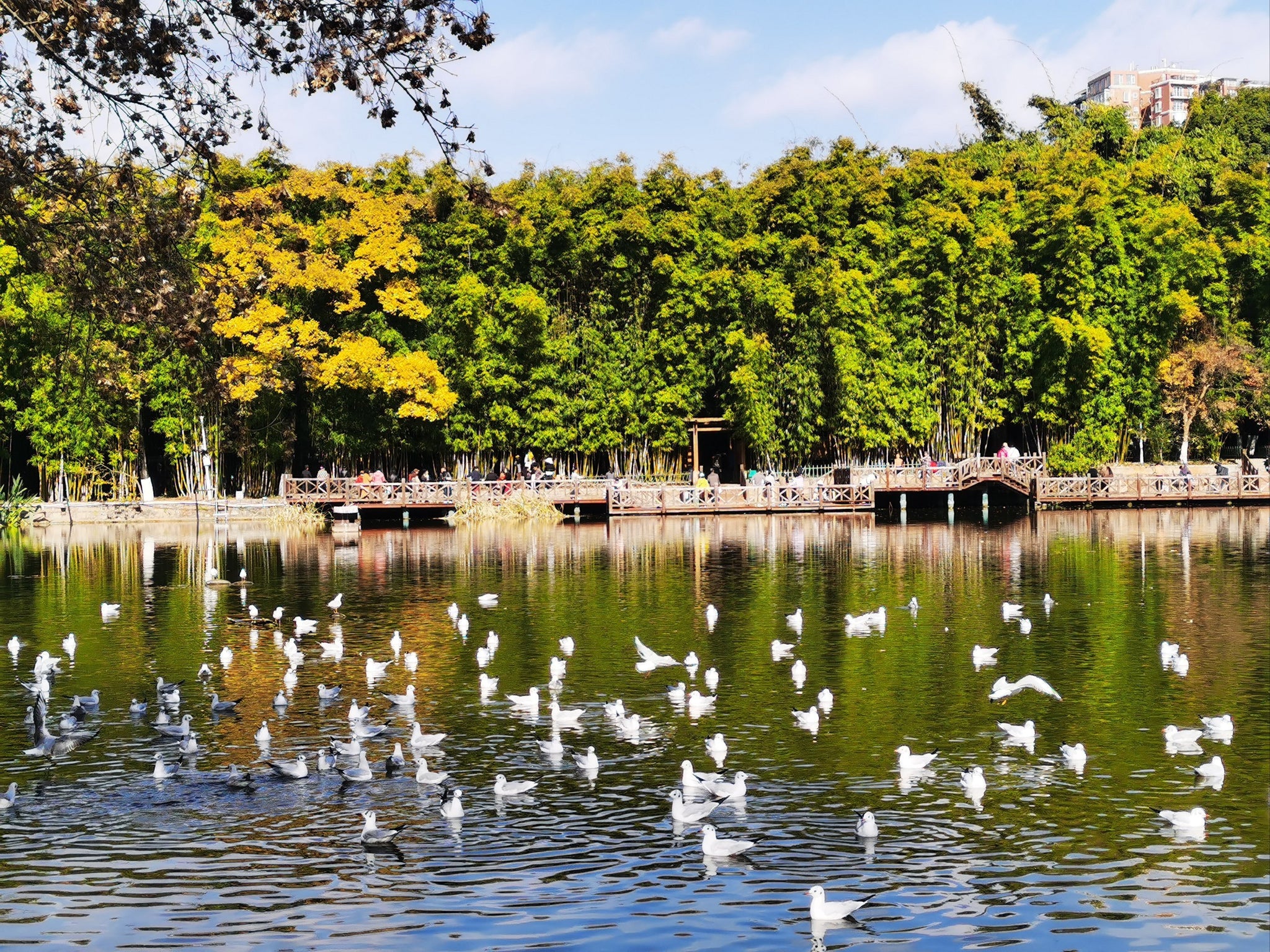 Yunnan 11-Day Panorama Tour: Snow Mountains, Ancient Towns & Rainforests