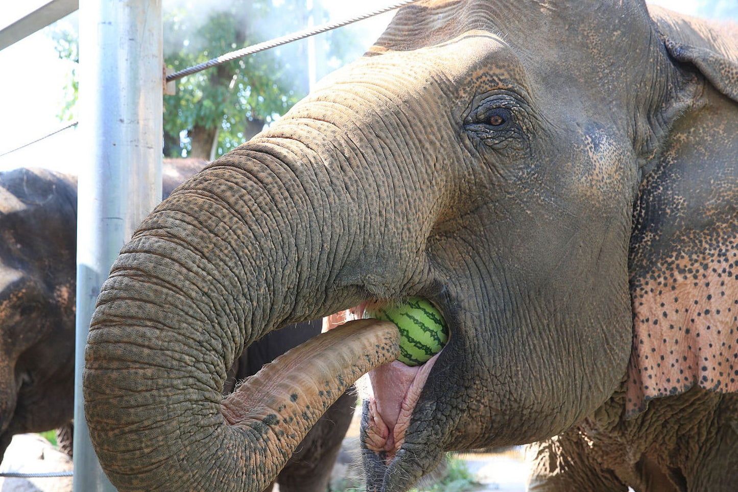 Yunnan 9-Day Across 4 Regions: Snow Mountains - Ancient Towns - Tea Plantations - Rainforests Panoramic Tour