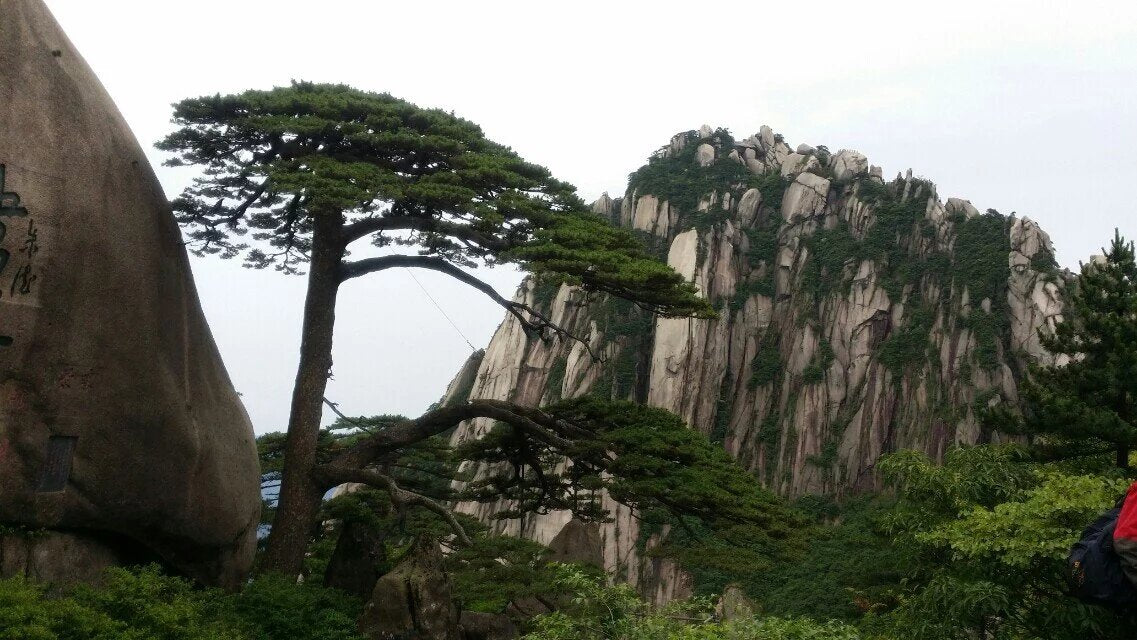 Scenic view of Huangshan mountains with ancient pine trees, perfect for exploring China's 5,000 years of civilization.