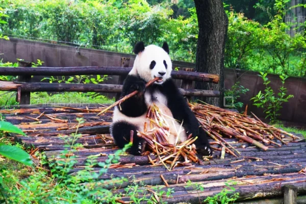 Chengdu 5-Day Tour: Pandas, Buddhism & Ancient Charm