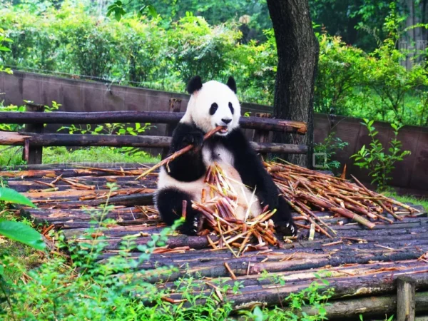 Chengdu 5-Day Tour: Pandas, Buddhism & Ancient Charm