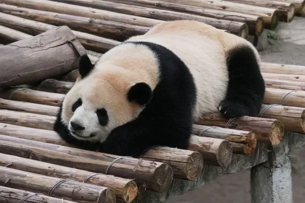 Chongqing 5-Day Tour: Pandas, Cultural Heritage & Mountain-City Wonders