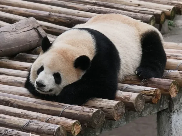 Chongqing 5-Day Tour: Pandas, Cultural Heritage & Mountain-City Wonders